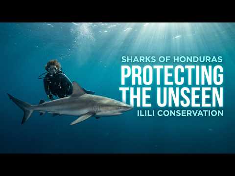 Ilili — Protecting Honduras' Sharks